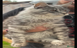 Maine Coon cats for sale: Beautiful playful 4 mainecoons kittens  - Image 13