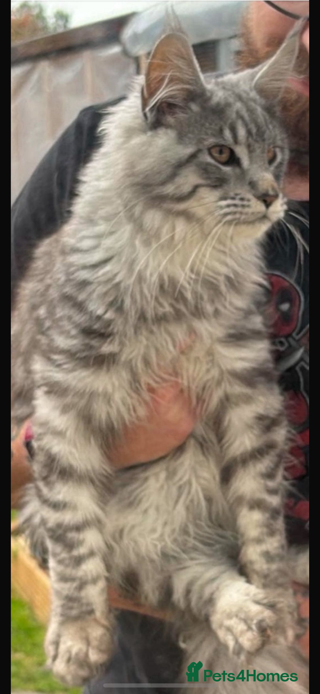 Maine Coon cats for sale: Beautiful playful 4 mainecoons kittens  - Image 13
