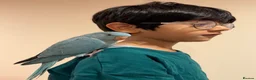 Ringnecks birds for sale: Blue Indian Ringneck Parrot Hand Tame in Birmingham - Advert 4