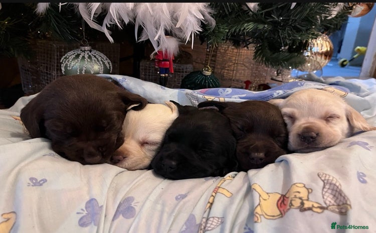 Labrador Retriever dogs Fully vaccinated chunky pedigree pups  - Advert 1