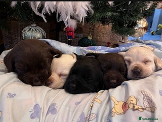 Labrador Retriever dogs for sale: Fully vaccinated chunky pedigree pups - Advert 1