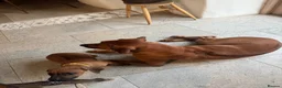 Rhodesian Ridgeback dogs for sale: Rhodesian Ridgeback unexpectedly re-available  - Advert 2