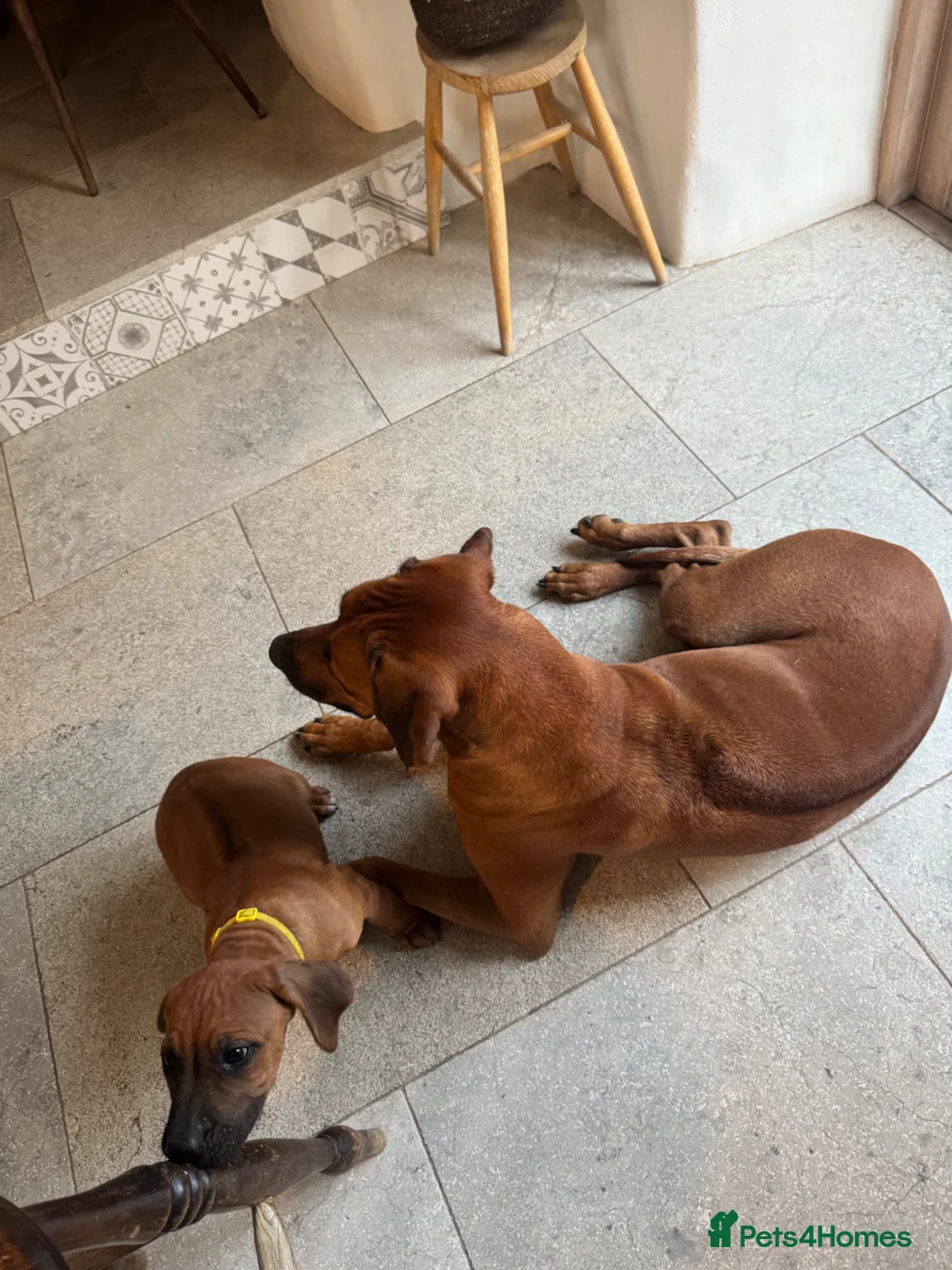 Rhodesian Ridgeback dogs for sale: Rhodesian Ridgeback unexpectedly re-available  - Advert 2