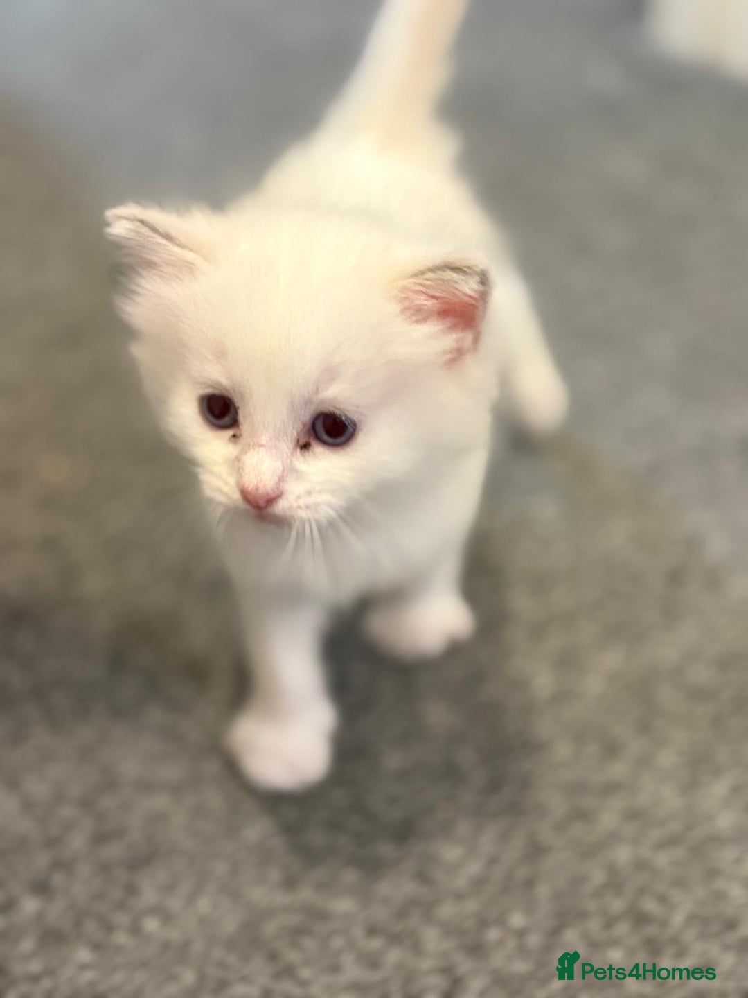 Ragdoll cats for sale: Rarest colour pedigree Ragdoll kittens - Image 13