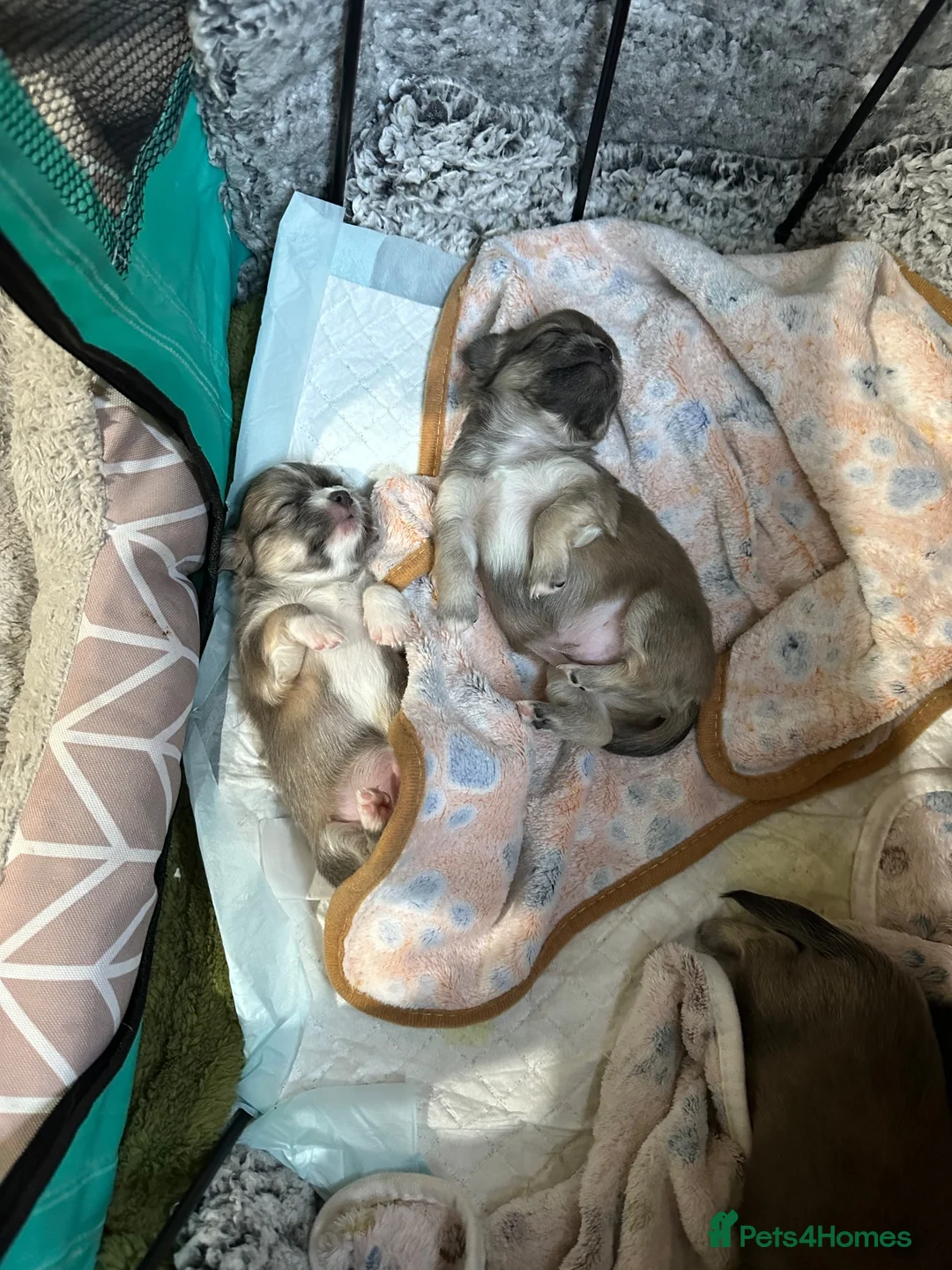 Chihuahua dogs for sale: Beautiful long-haired chihuahuas  - Advert 2
