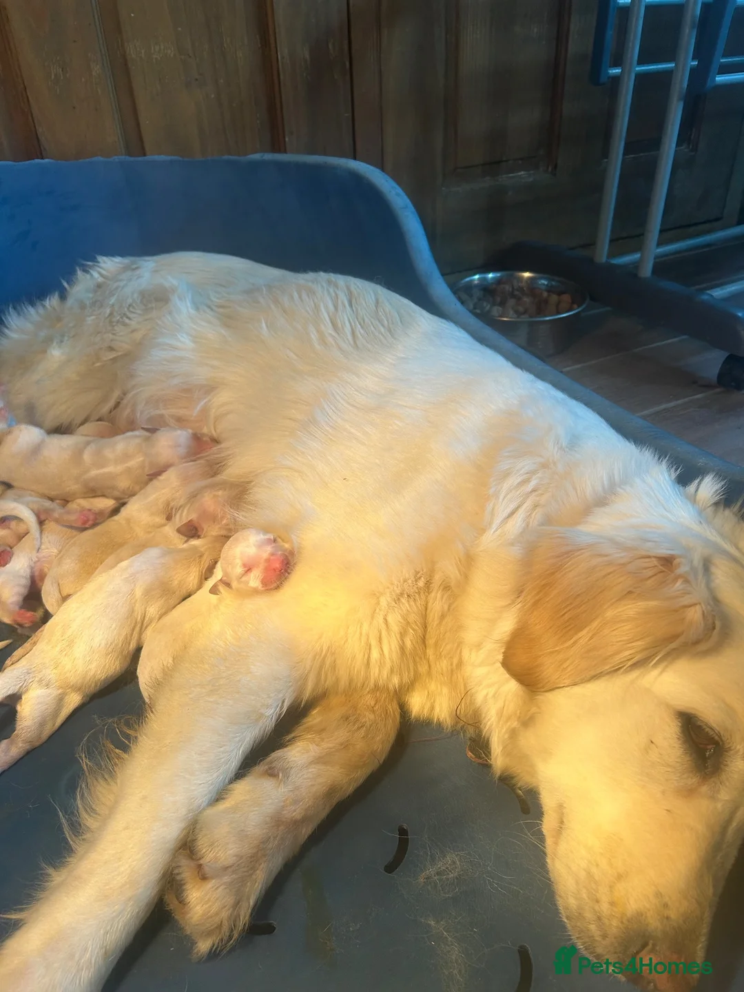 Golden Shepherd dogs for sale: golden retriever x golden shepherd puppies   - Advert 12
