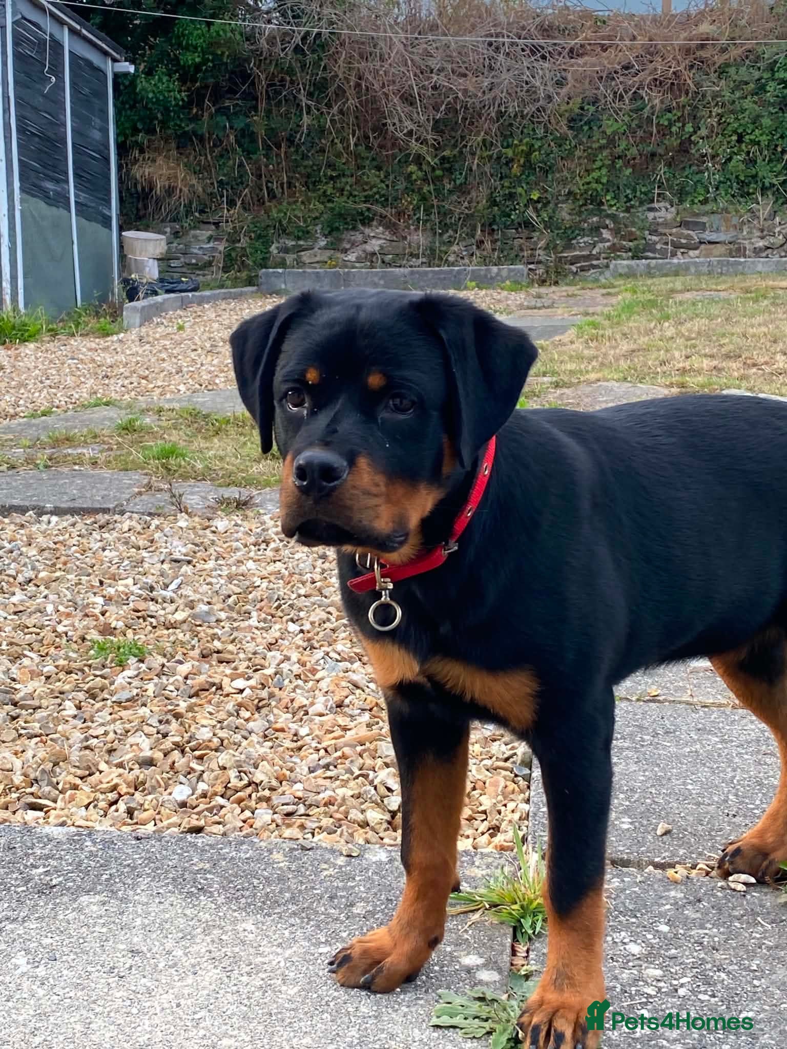 Rottweiler dogs Rottweiler puppies for show & breeding - Advert 2