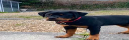 Rottweiler dogs for sale: Rottweiler puppies for show & breeding - Advert 7