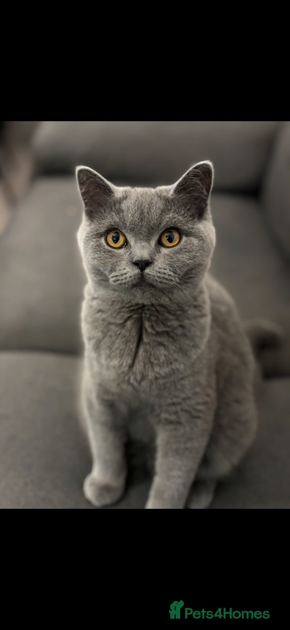 Scottish Fold cats Gucci – Female Scottish Fold Kitten 🩷 - Advert 2