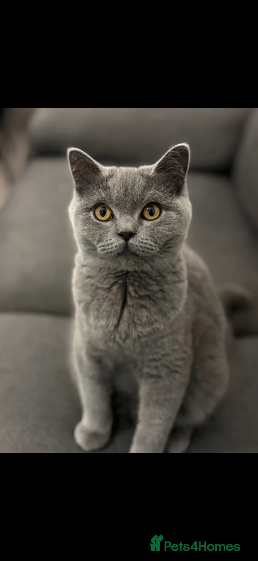 Scottish Fold cats for sale: Gucci – Female Scottish Fold Kitten 🩷 - Advert 2