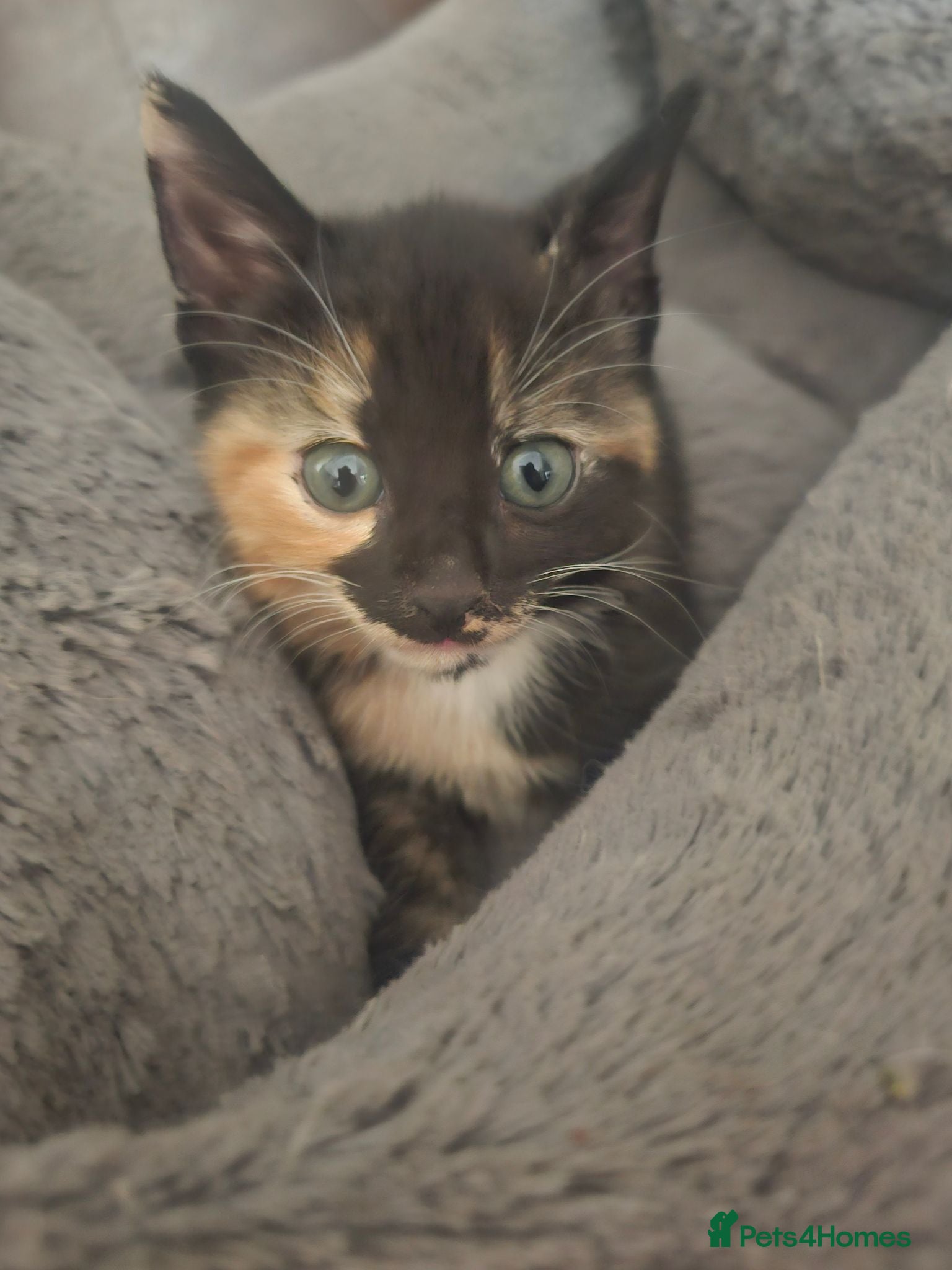 Mixed Breed cats 🐾 Gorgeous Kittens Available for Reservation 🐾 - Advert 17