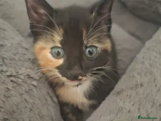 Mixed Breed cats 🐾 Gorgeous Kittens Available for Reservation 🐾 - Advert 17