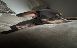 Mixed Breed dogs for sale: Qwennie  - Image 1