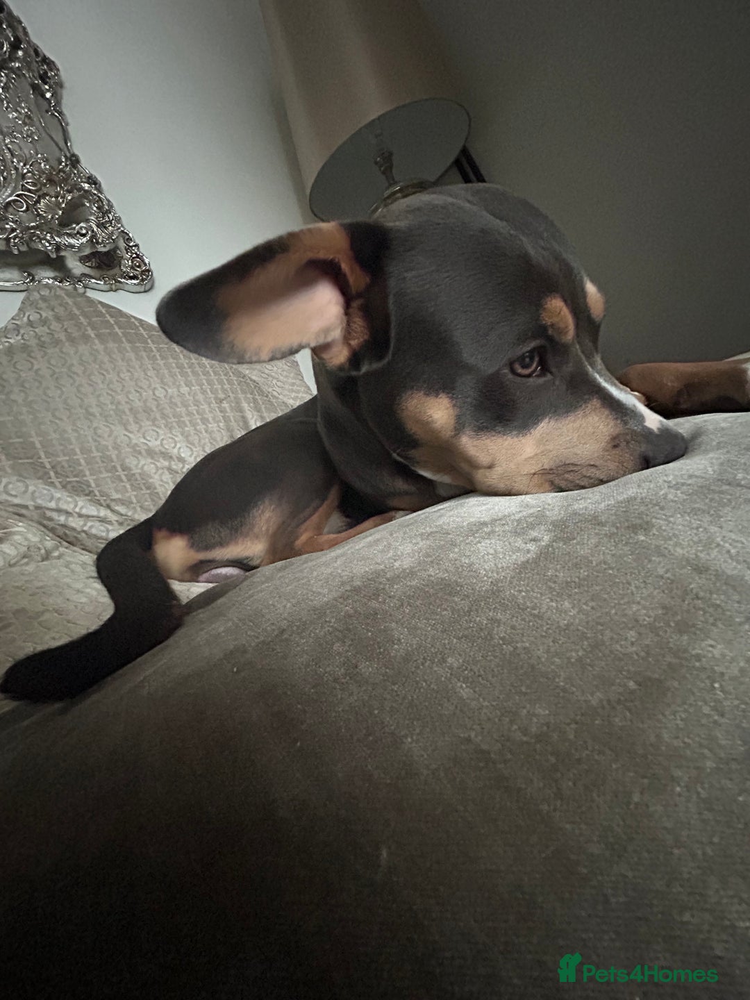 Mixed Breed dogs for sale: Qwennie  - Image 1