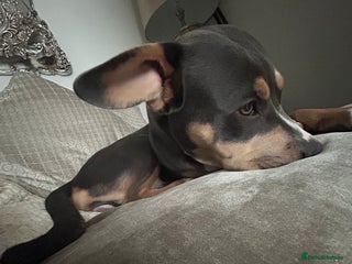 Mixed Breed dogs - Advert 6