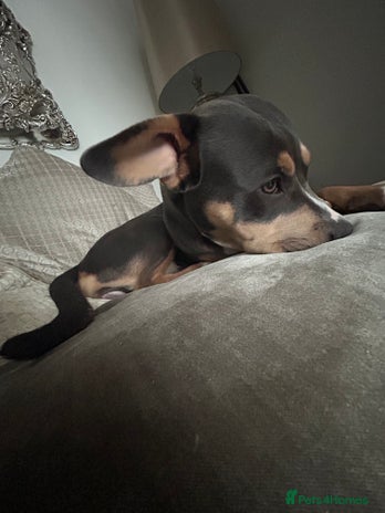 Mixed Breed dogs - Advert 7