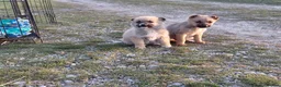 Mixed Breed dogs for adoption: 🐾💜 SALMA – A Gentle Girl for a Loving Home 💜🐾 - Advert 9