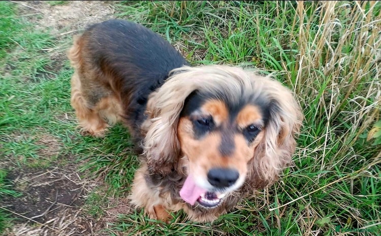 Cocker Spaniel dogs for sale - Advert 1