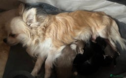 Chihuahua dogs for sale: Long haired KC chihuahuas  - Image 3