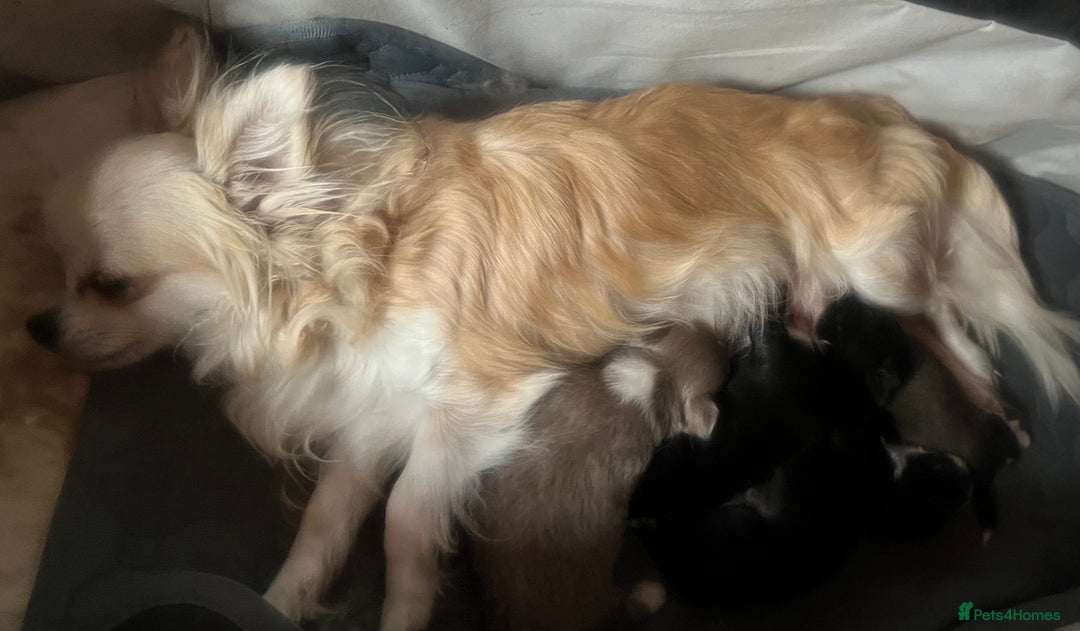Chihuahua dogs for sale: Long haired KC chihuahuas  - Image 3