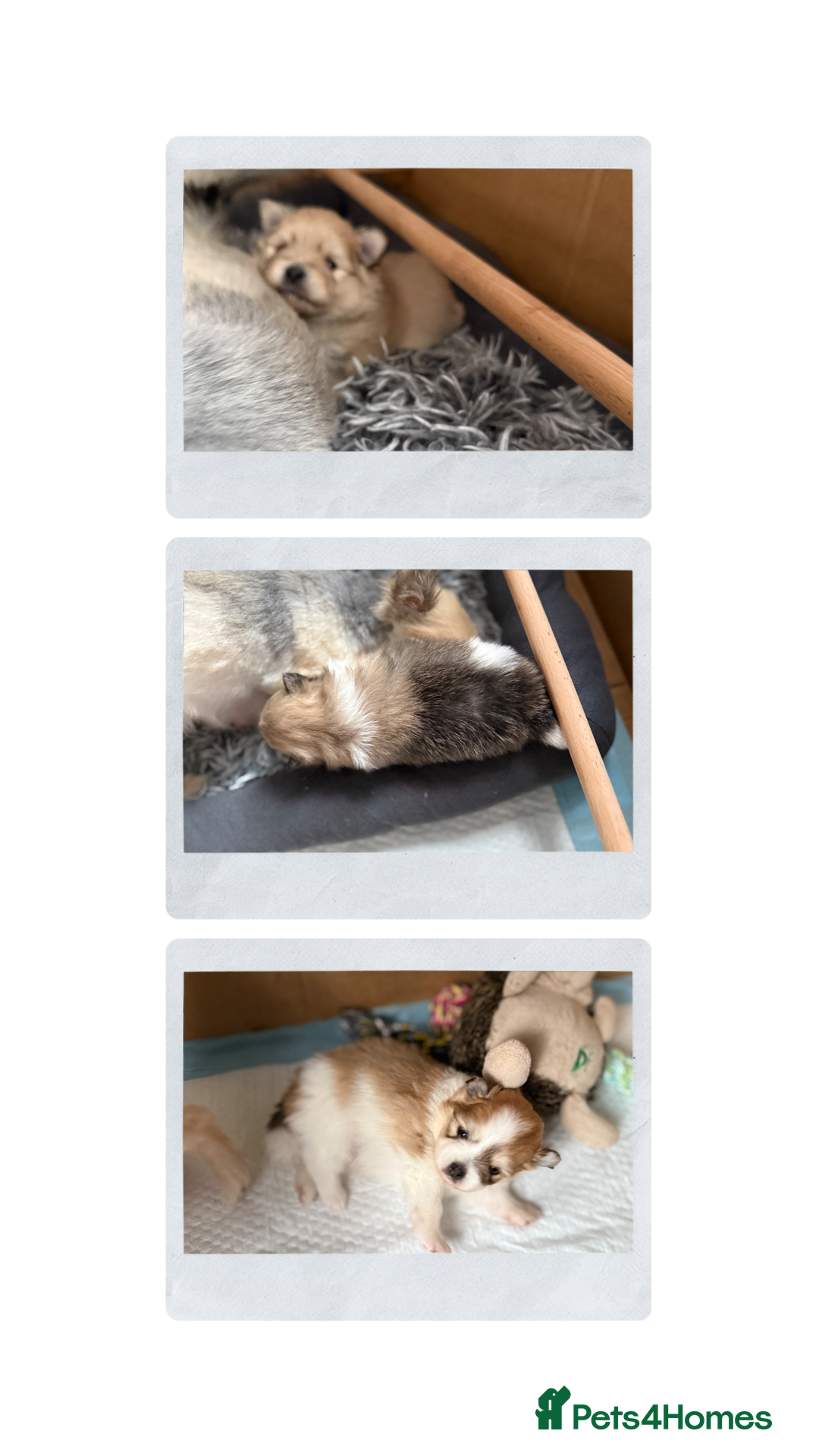 Pomchi dogs for sale: 3/4 Pom 1/4 chi Pomchi F1BB - Advert 14