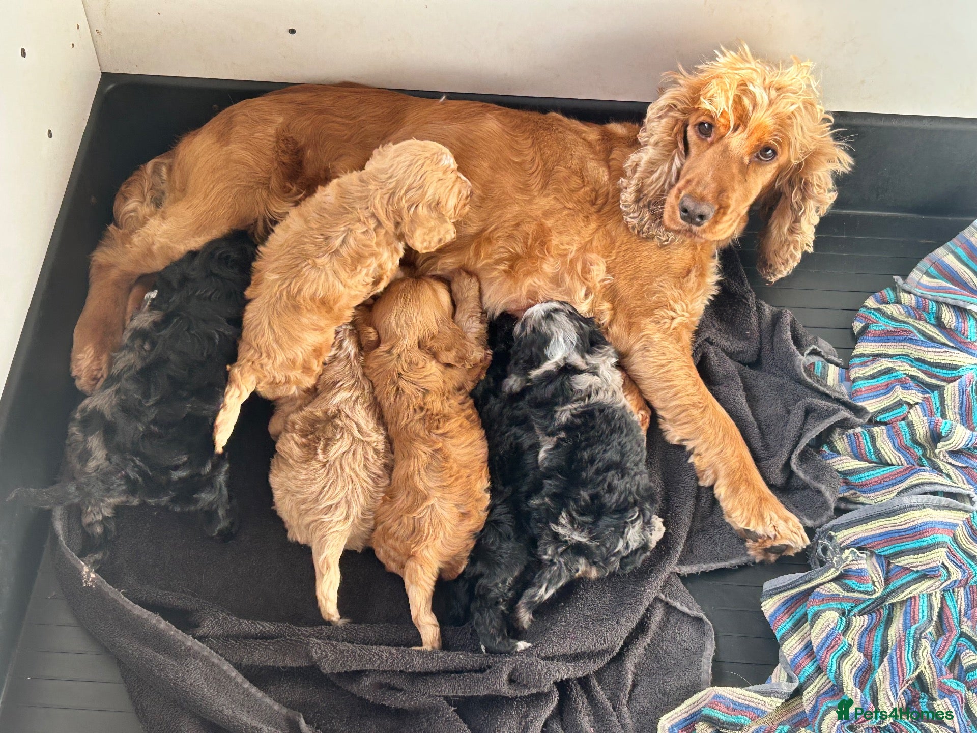 Cockapoo dogs Gorgeous f1 cockapoo pups - Advert 12