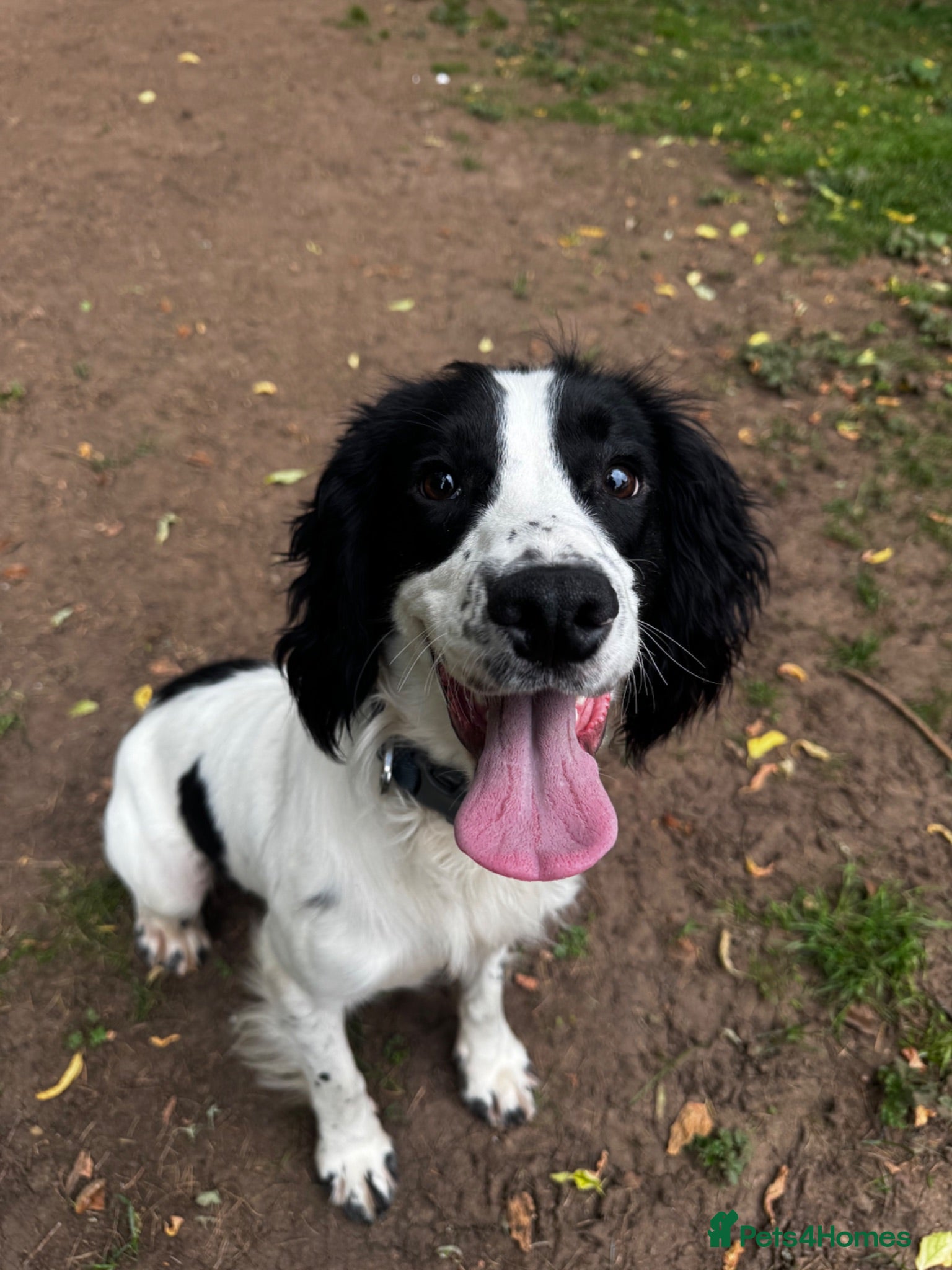 Cocker Spaniel dogs Detection cocker  - Advert 10