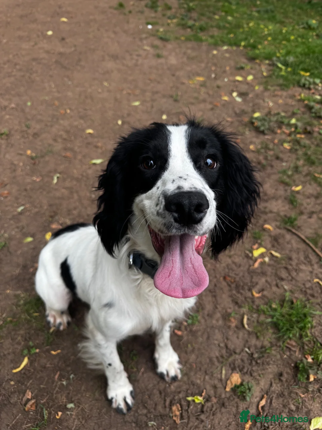 Cocker Spaniel dogs for sale: Detection cocker  - Advert 1