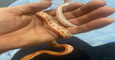 Python Snake reptiles Royal ball python - Advert 12