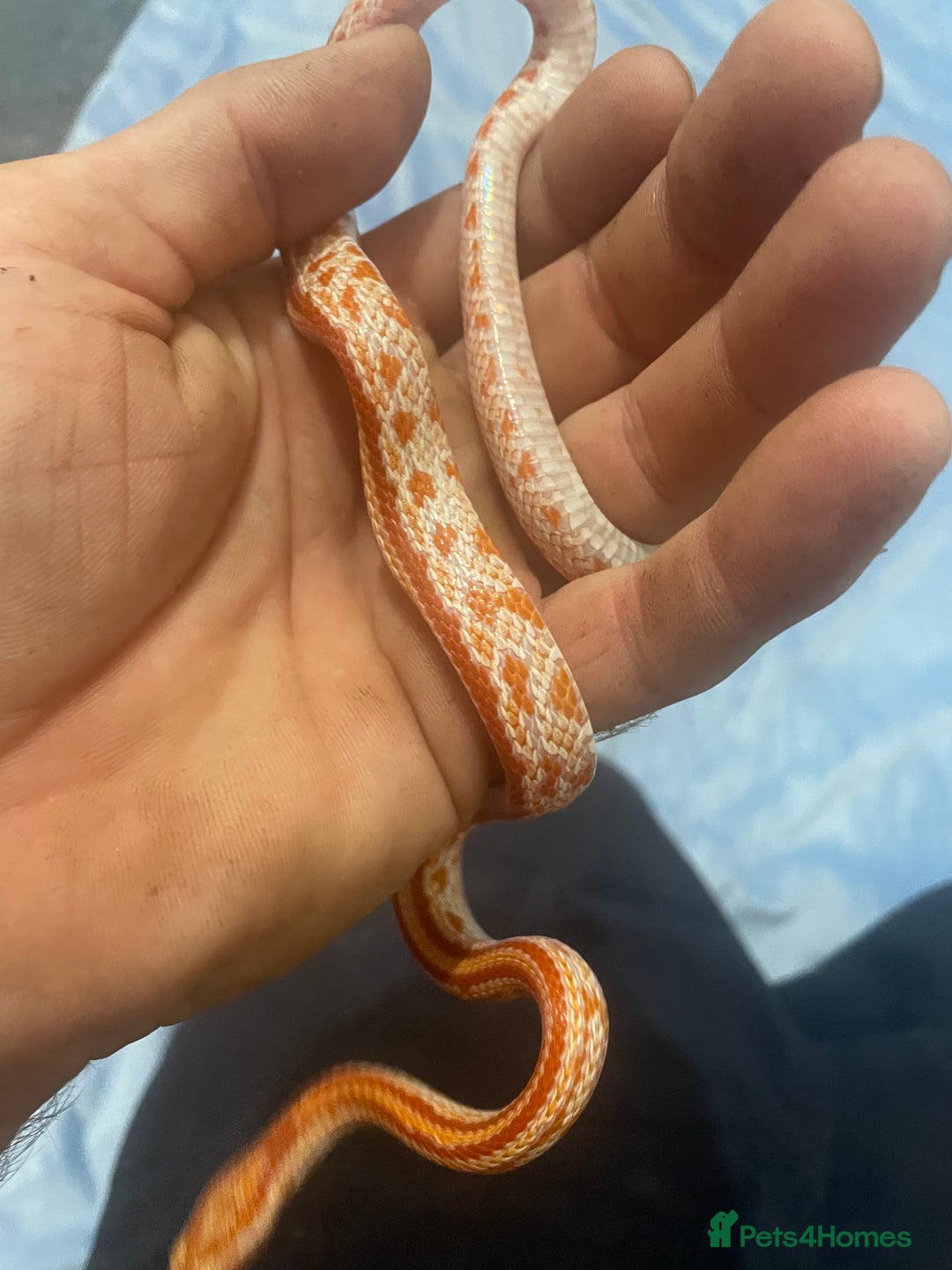 Python Snake reptiles for sale: Royal ball python - Image 11