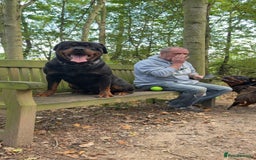 Rottweiler dogs for sale: Big boned chunky Rottweiler puppies - Image 9