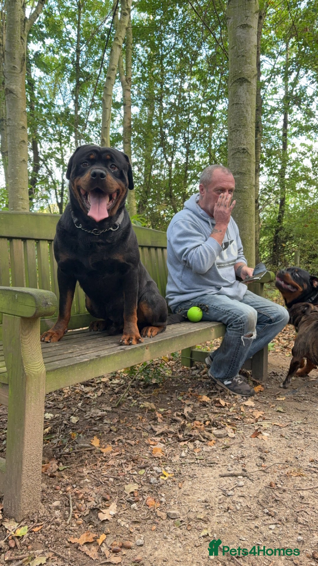 Rottweiler dogs for sale: Big boned chunky Rottweiler puppies - Image 9