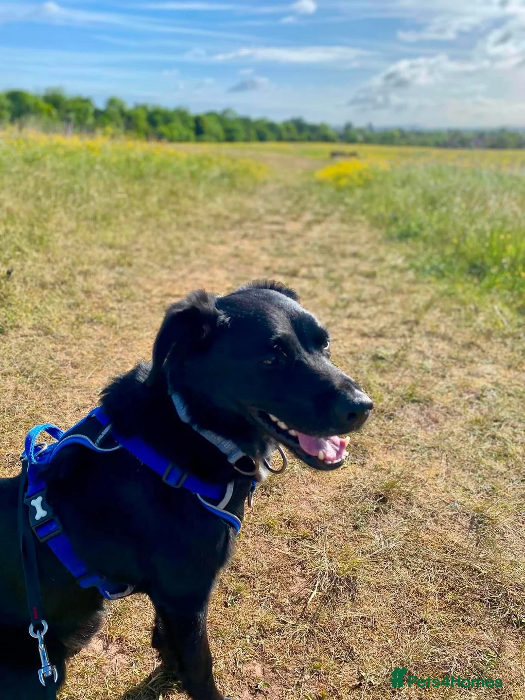 Mixed Breed dogs for adoption: 🐾 Buddy: Adventure dog, cuddle expert ❤️ in Ledbury - Advert 1