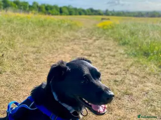 Mixed Breed dogs 🐾 Buddy: Adventure dog, cuddle expert ❤️ - Advert 2