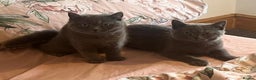 British Shorthair cats for sale: British shorthair kittens  - Advert 9