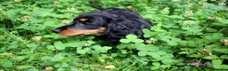 Miniature Dachshund dogs for sale: 🌟Dapple & Black Tan PRA Clear KC reg – June 26🌟 - Advert 27