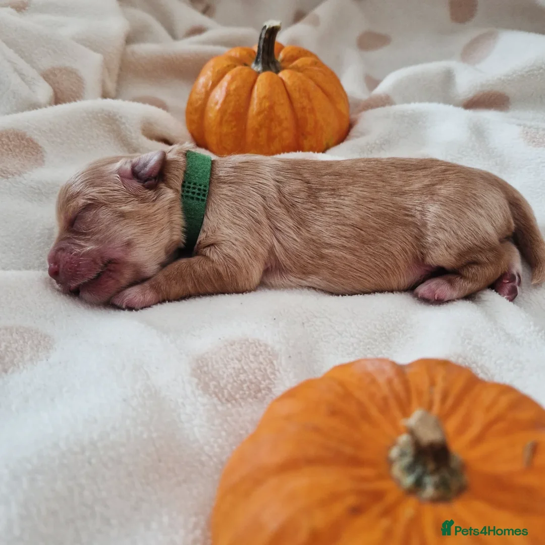 Maltipoo dogs for sale: 🐾✨️Beautiful Maltipoo Pups ready in December!🐾✨️ - Image 3
