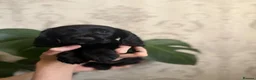Cocker Spaniel dogs for sale: 4 Remaining Gorgeous Cocker Spaniel puppies.  - Advert 10