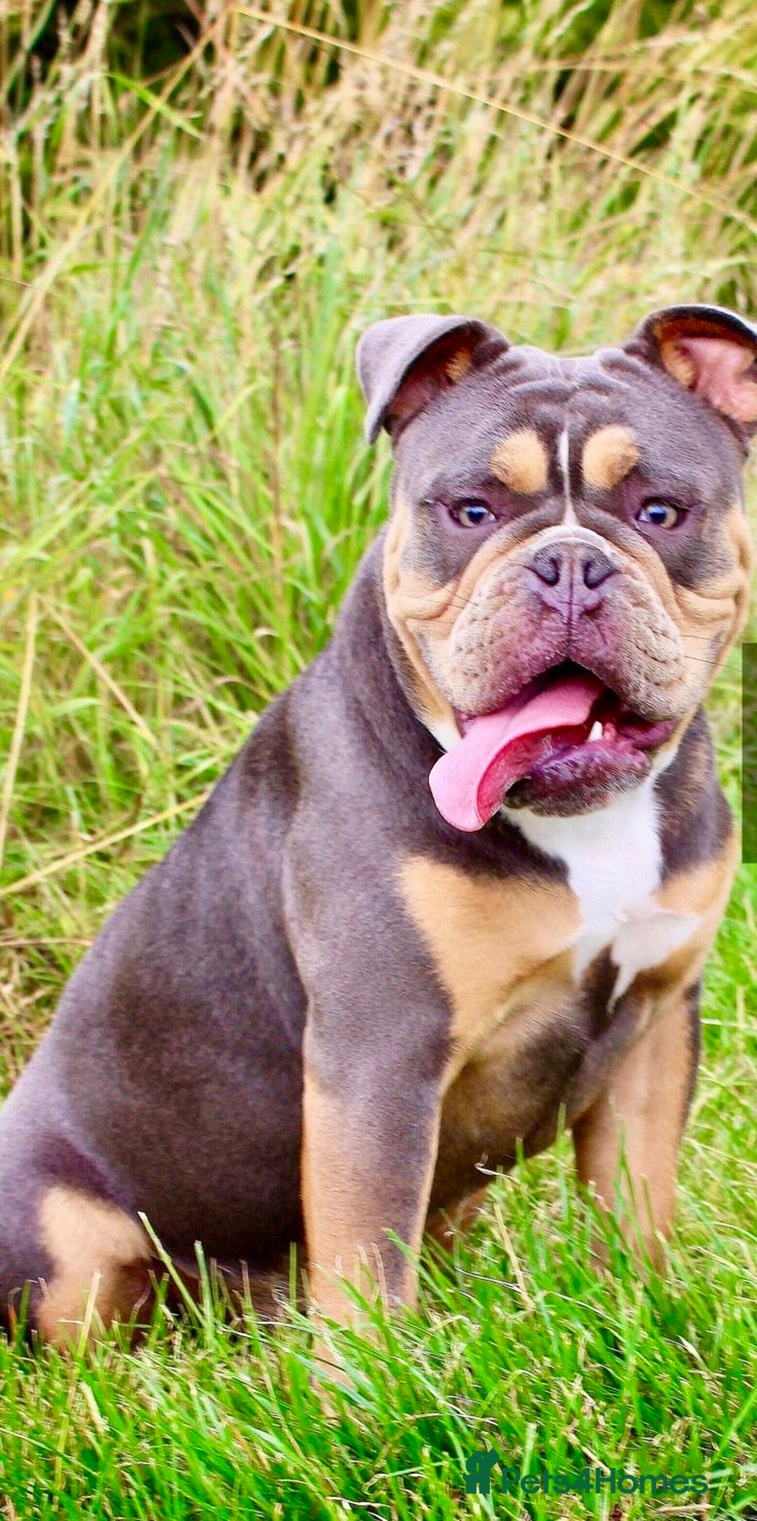 Olde English Bulldogge dogs for sale: Stunning Olde English Bulldog puppies - Advert 16