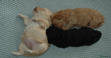Toy Poodle dogs - Advert 3