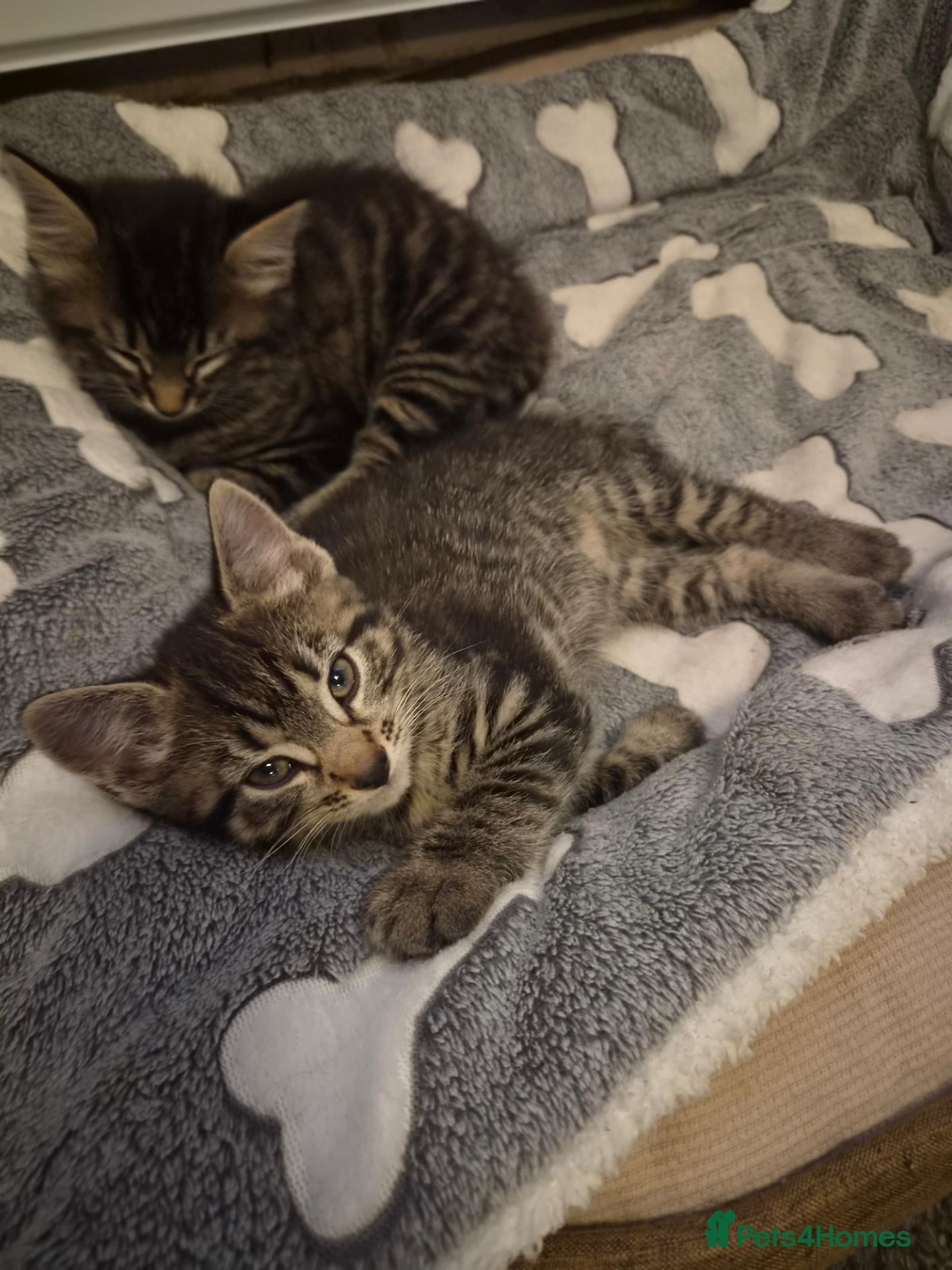Maine Coon cats Maine coon cross kittens - Advert 8