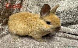 Netherland Dwarf rabbits for sale: Netherland Dwarf Baby Buck & Doe - Image 5