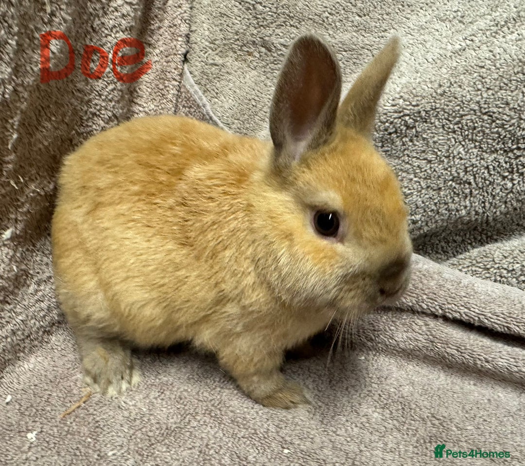 Netherland Dwarf rabbits for sale: Netherland Dwarf Baby Buck & Doe - Image 5