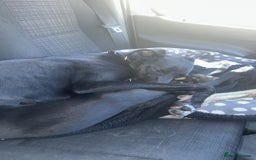 Lurcher dogs for sale: 1 Year Old Lurcher Called Vinnie - Image 1
