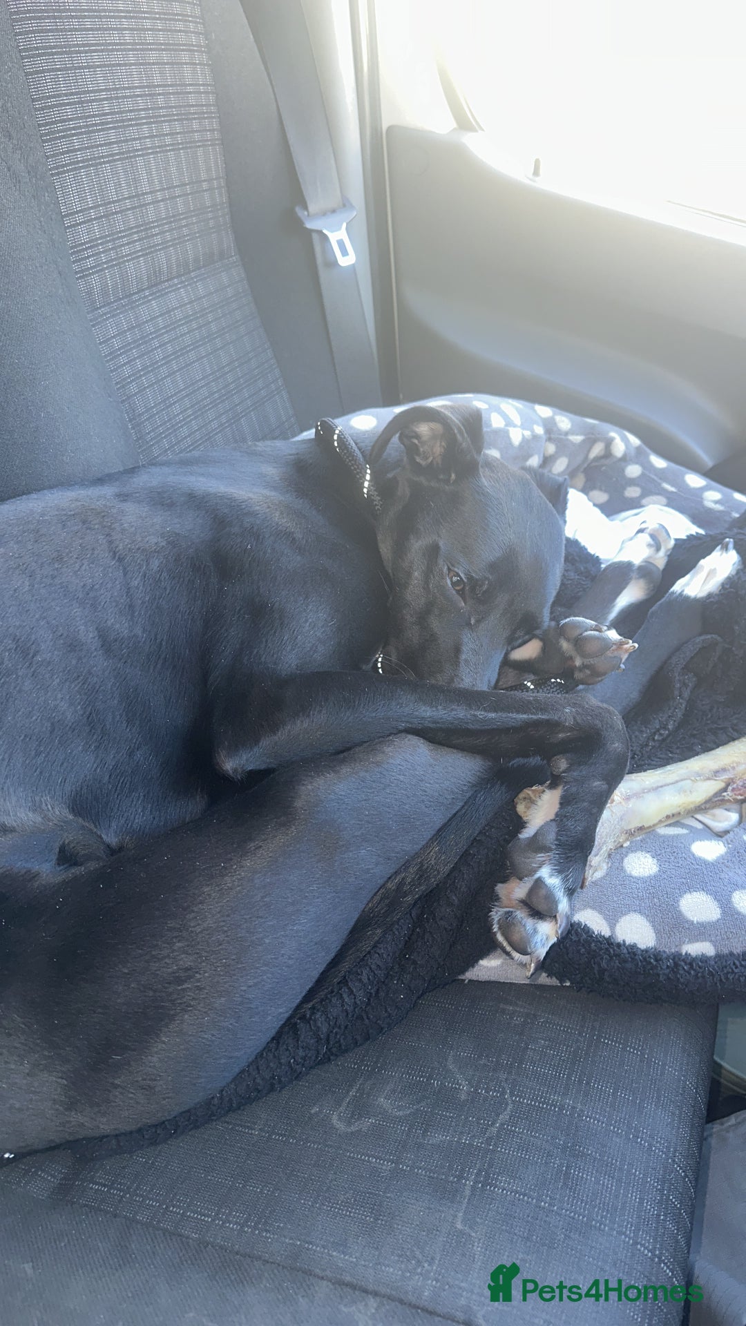 Lurcher dogs for sale: 1 Year Old Lurcher Called Vinnie - Image 1