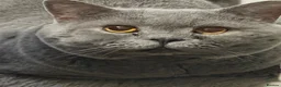 British Shorthair cats for sale: THREE BRITISH SHORTHAIR KITTENS  - Advert 9