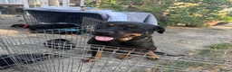 Mixed Breed dogs for sale: Adorable Rottweiler cross German shepherd puppies - Advert 2
