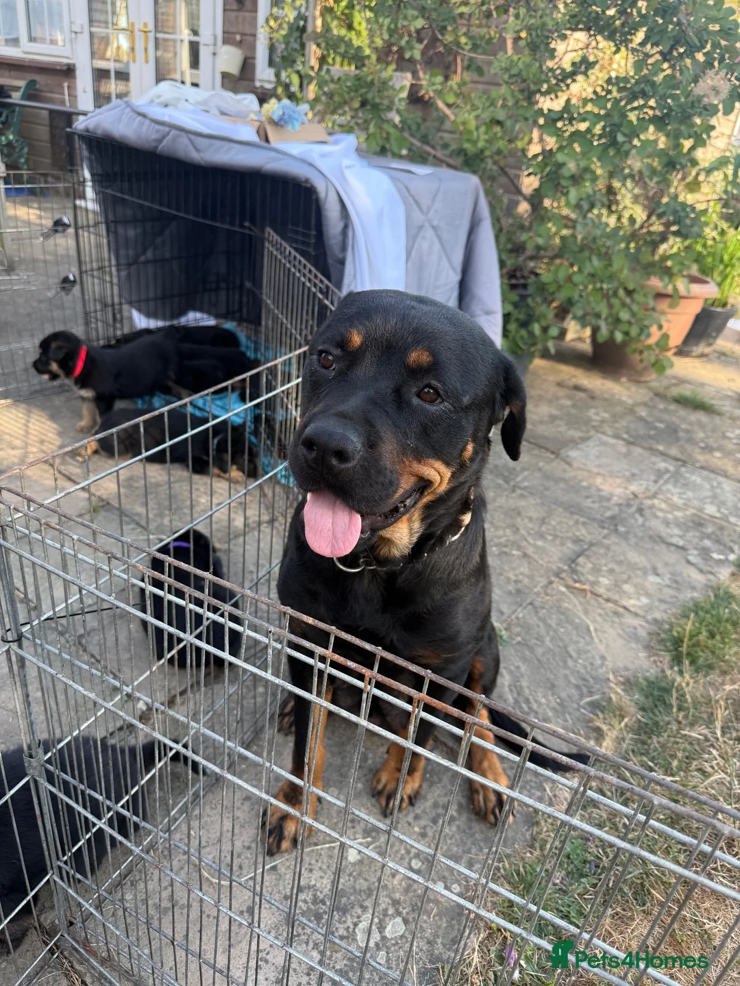 Mixed Breed dogs for sale: Adorable Rottweiler cross German shepherd puppies - Advert 2