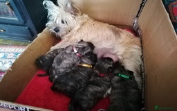 West Highland Terrier dogs for sale: Wairns: Westie/Cairn Pups - Image 12