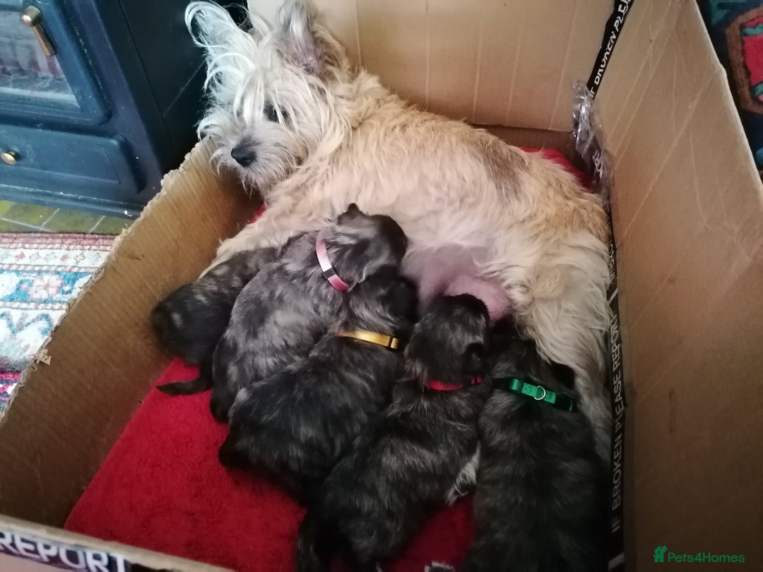 West Highland Terrier dogs for sale: Wairns: Westie/Cairn Pups - Image 12